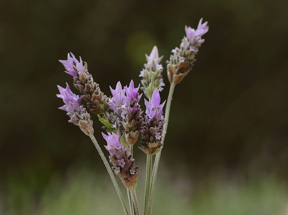 Amenidades